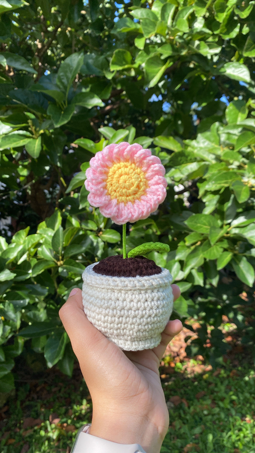 Daisy in rounded pot