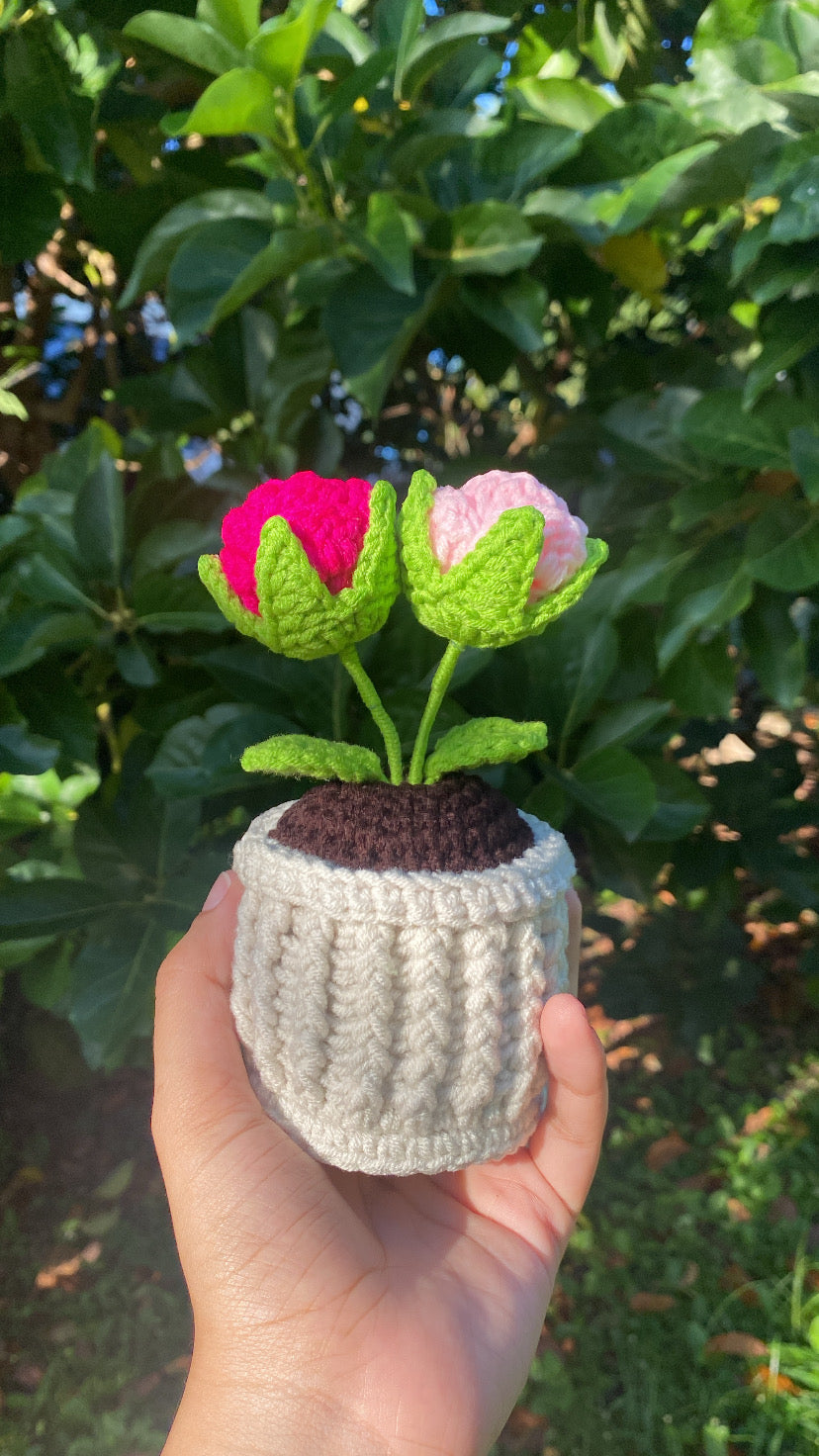 Mini double roses in textured pot