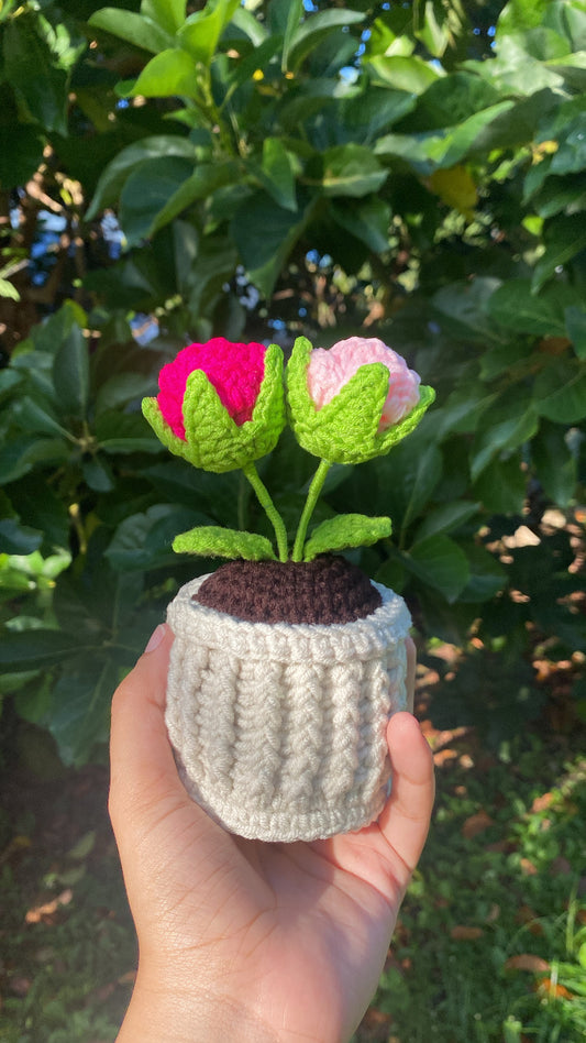 Mini double roses in textured pot