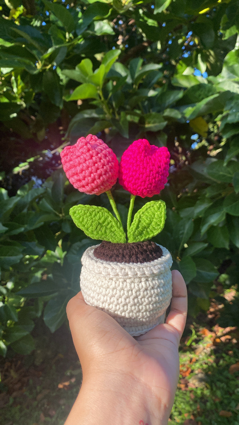 Mini double tulips in rounded pot