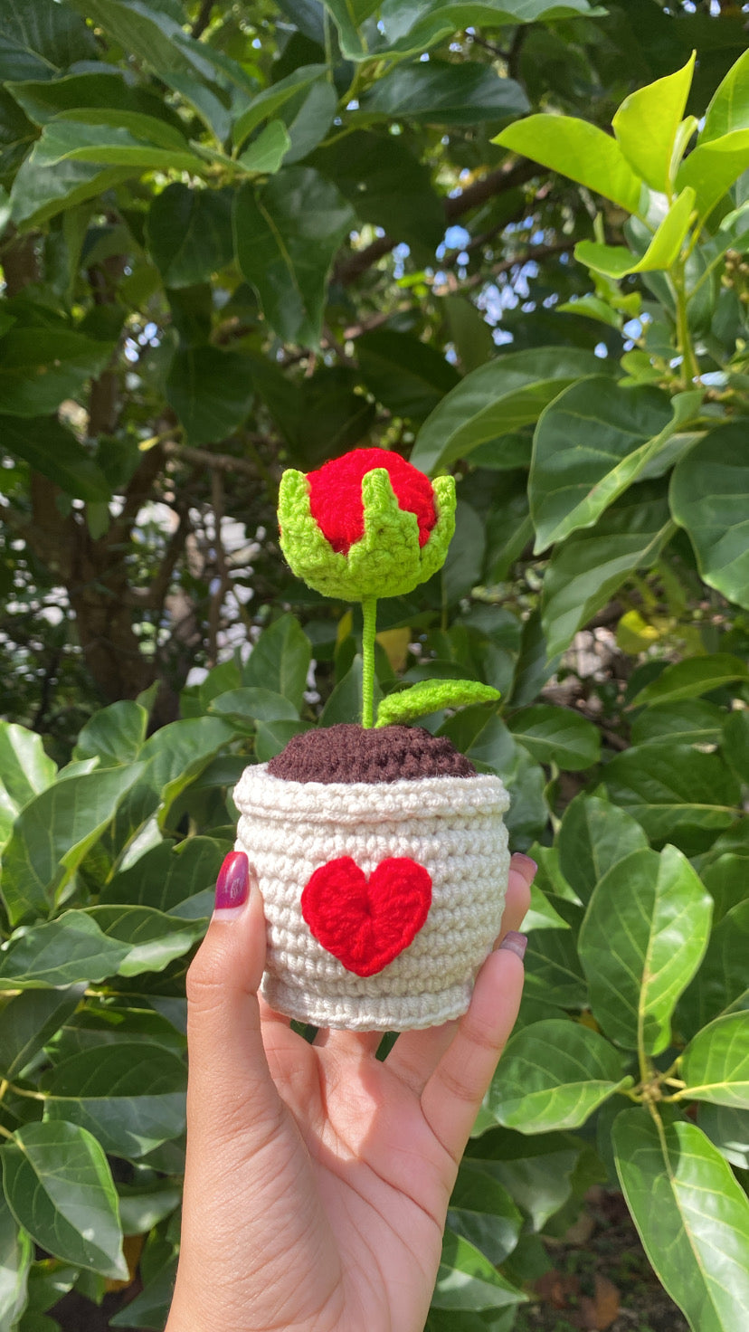 Rose in love pot