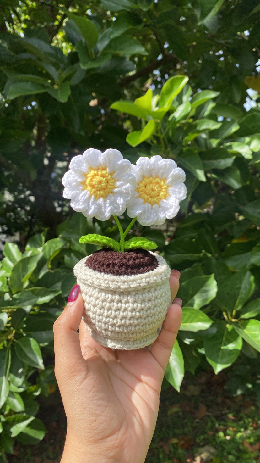 Mini double daisies in rounded pot