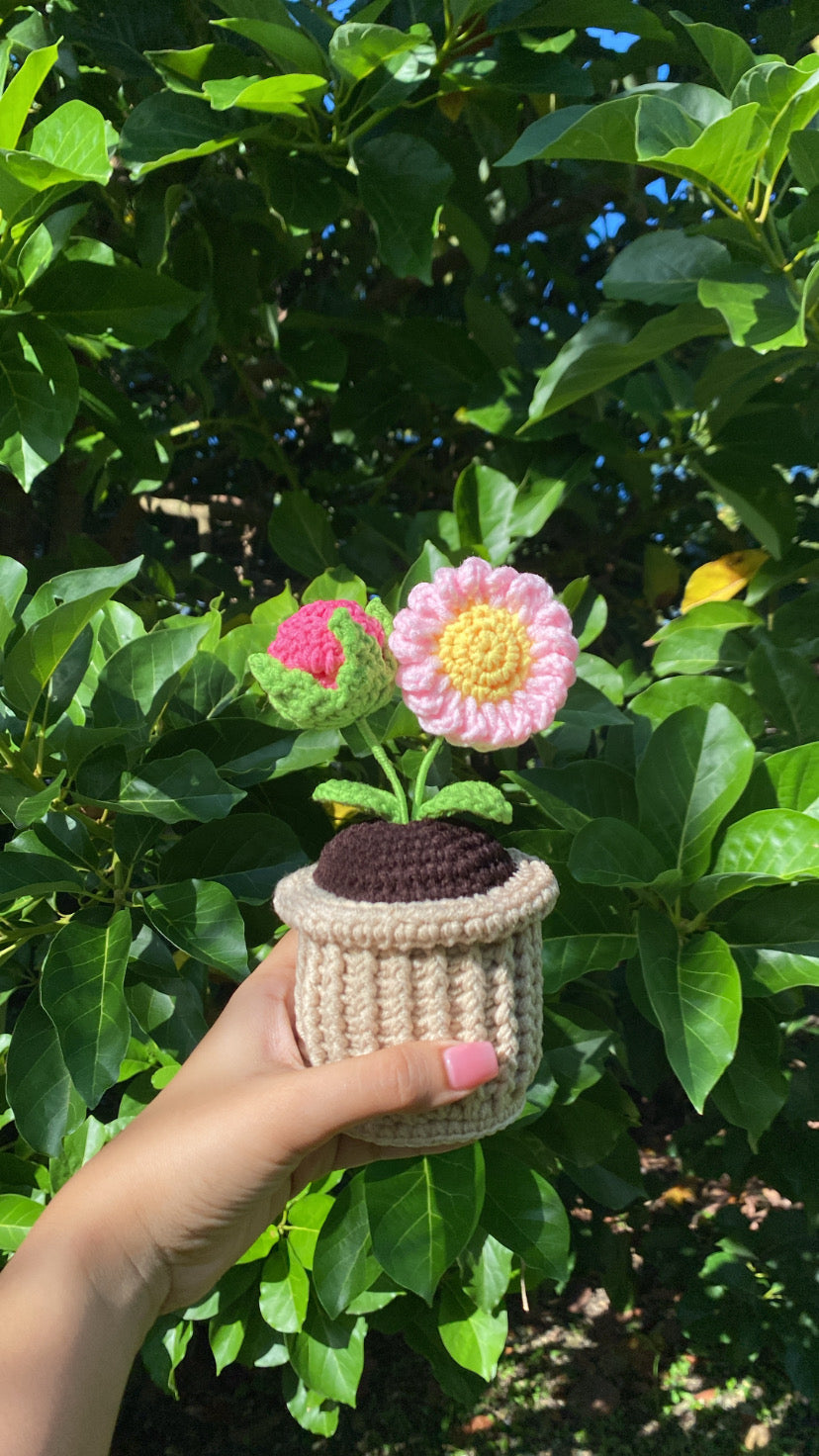 Rose and Daisy in textured pot