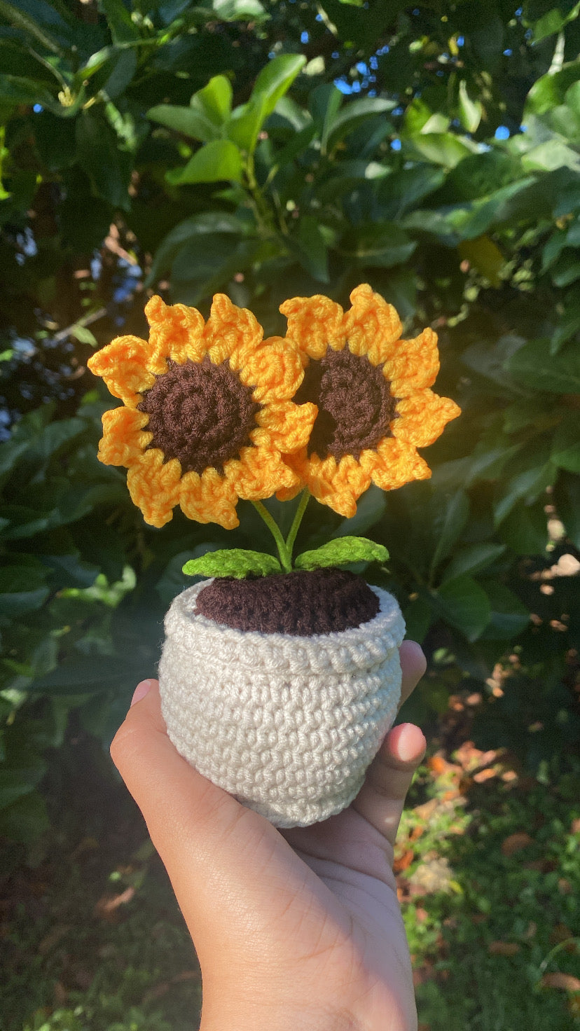 Mini double sunflowers in rounded pot