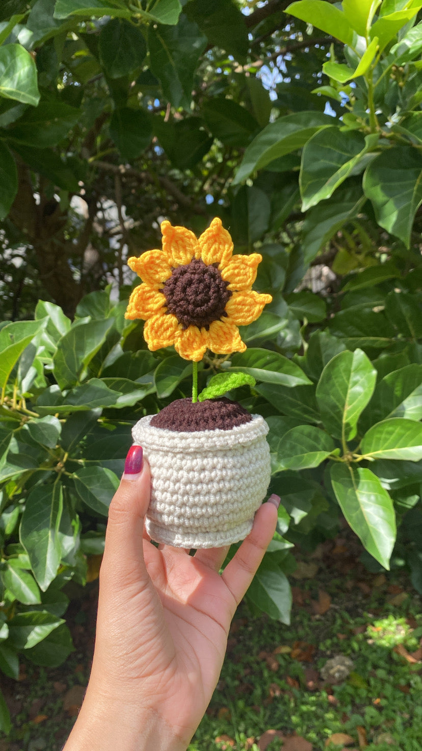 Sunflower in rounded pot