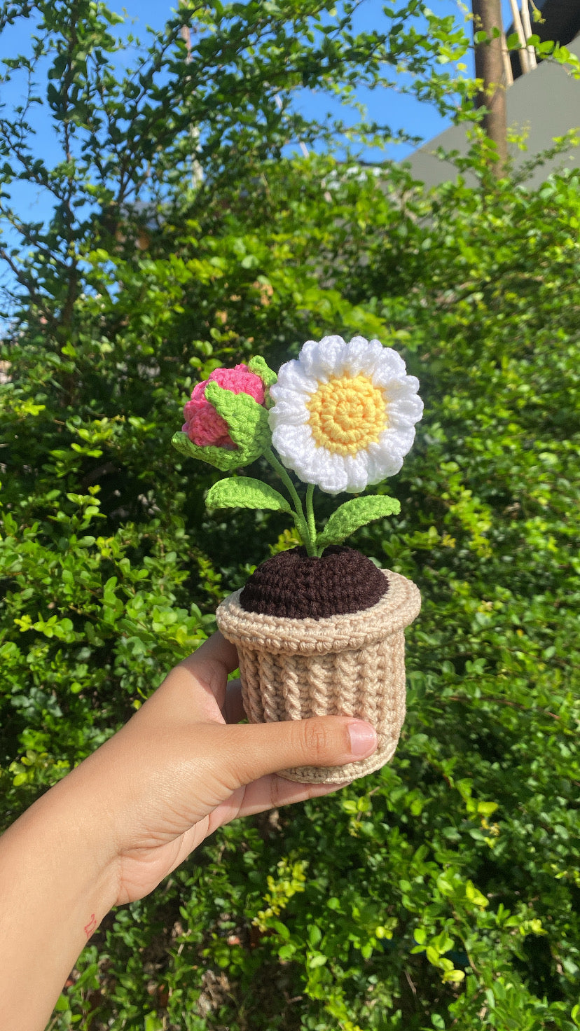 Rose and Daisy in textured pot