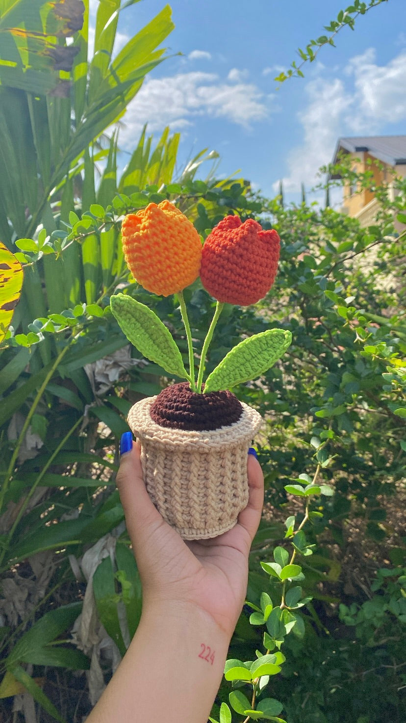 Double Tulips in textured pot