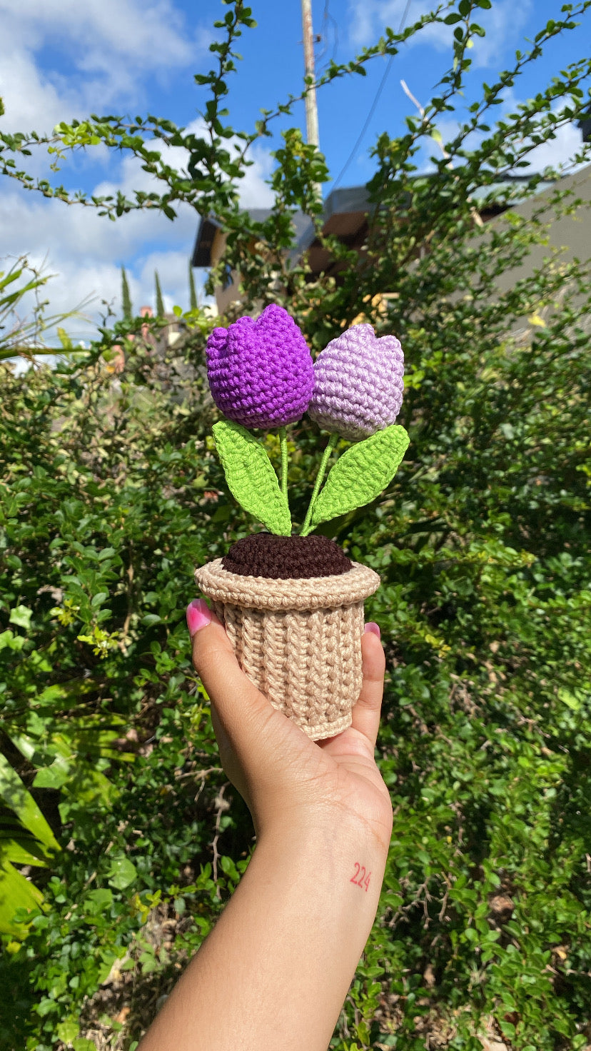 Double Tulips in textured pot