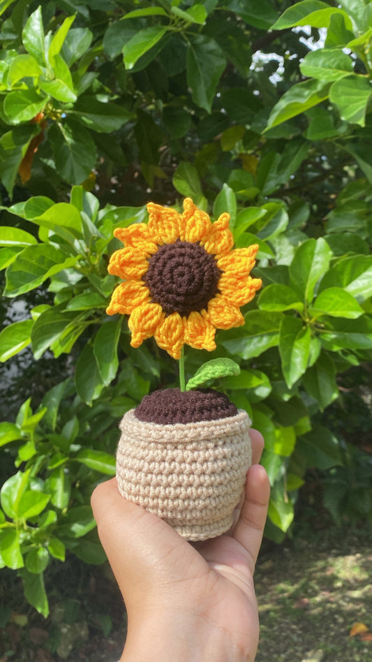 Sunflower in rounded pot