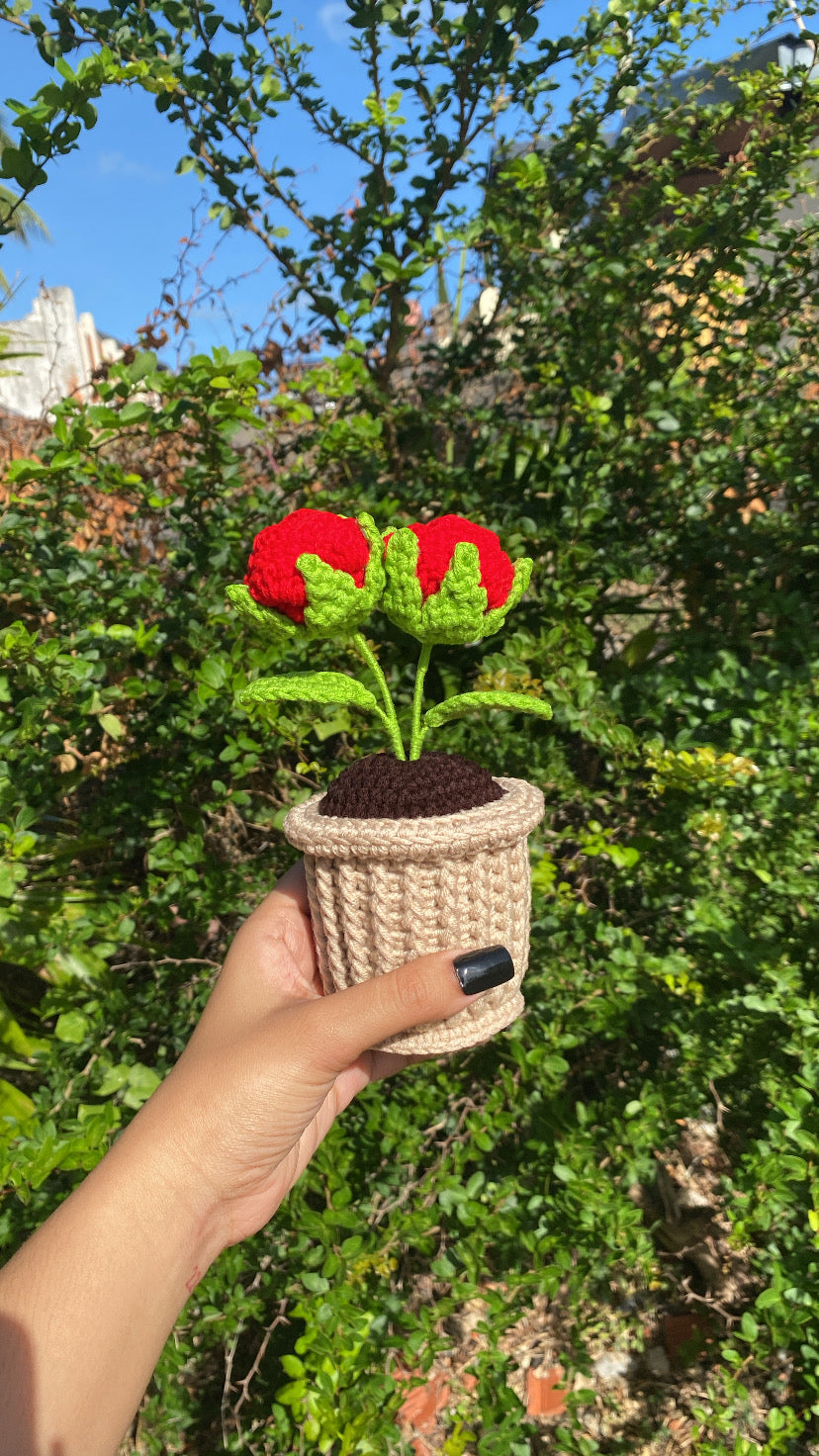 Double Roses in textured pot