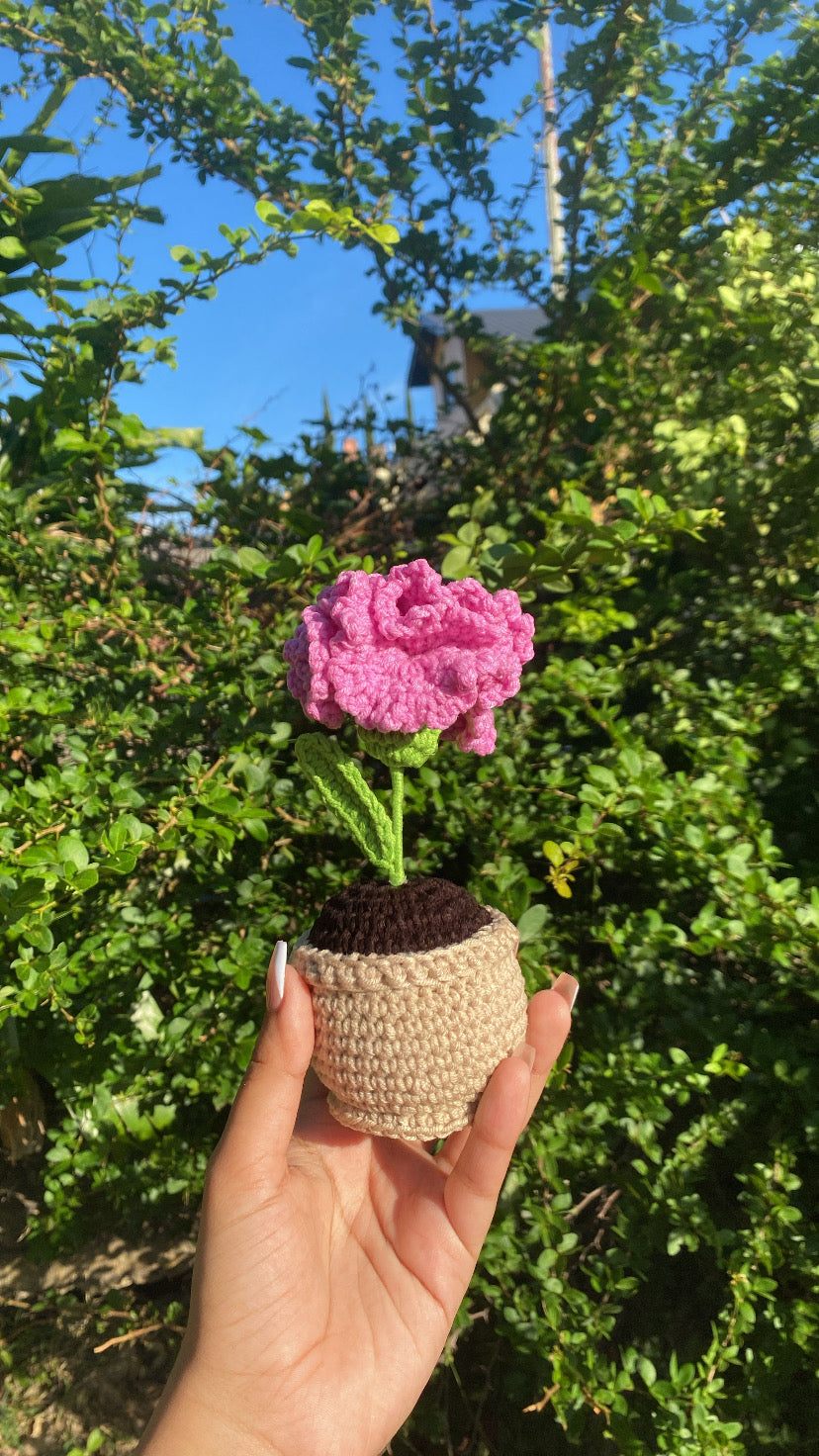 Carnation in rounded pot