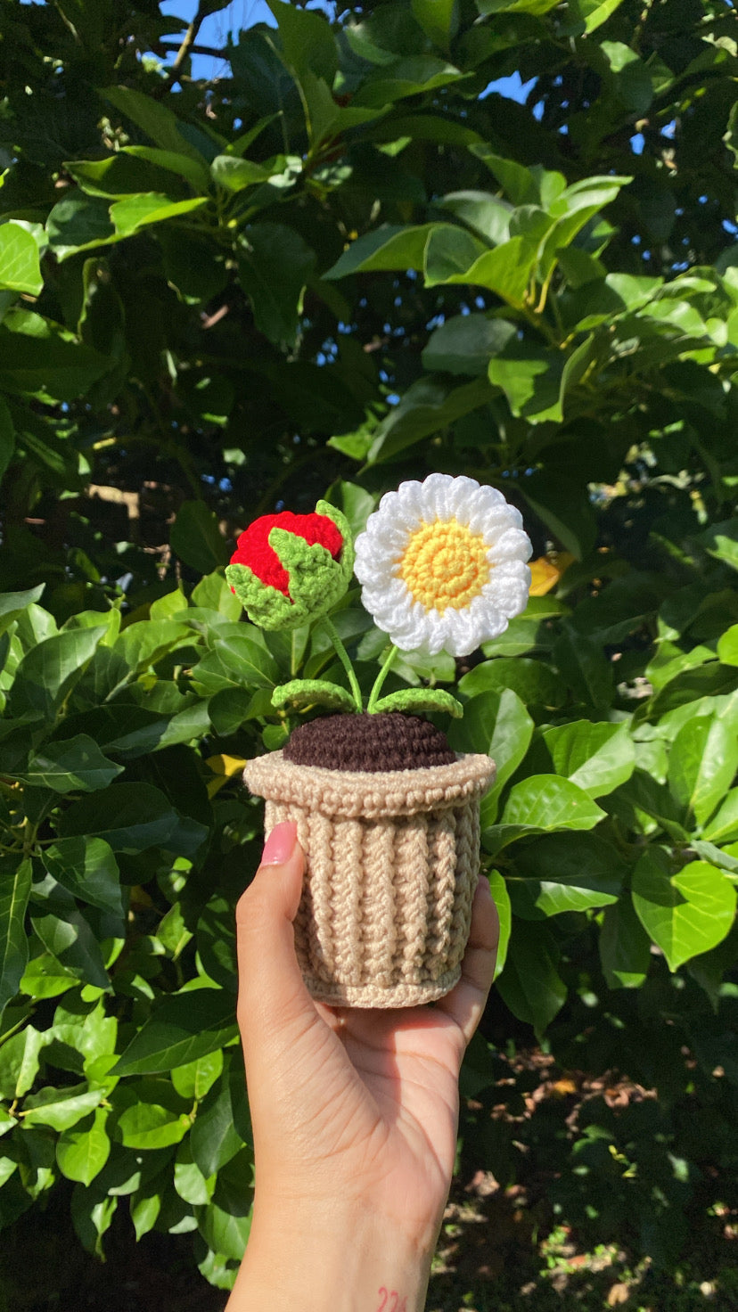 Rose and Daisy in textured pot