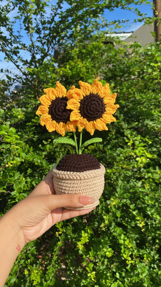 Double Sunflowers in rounded pot