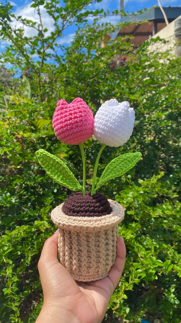 Double Tulips in textured pot