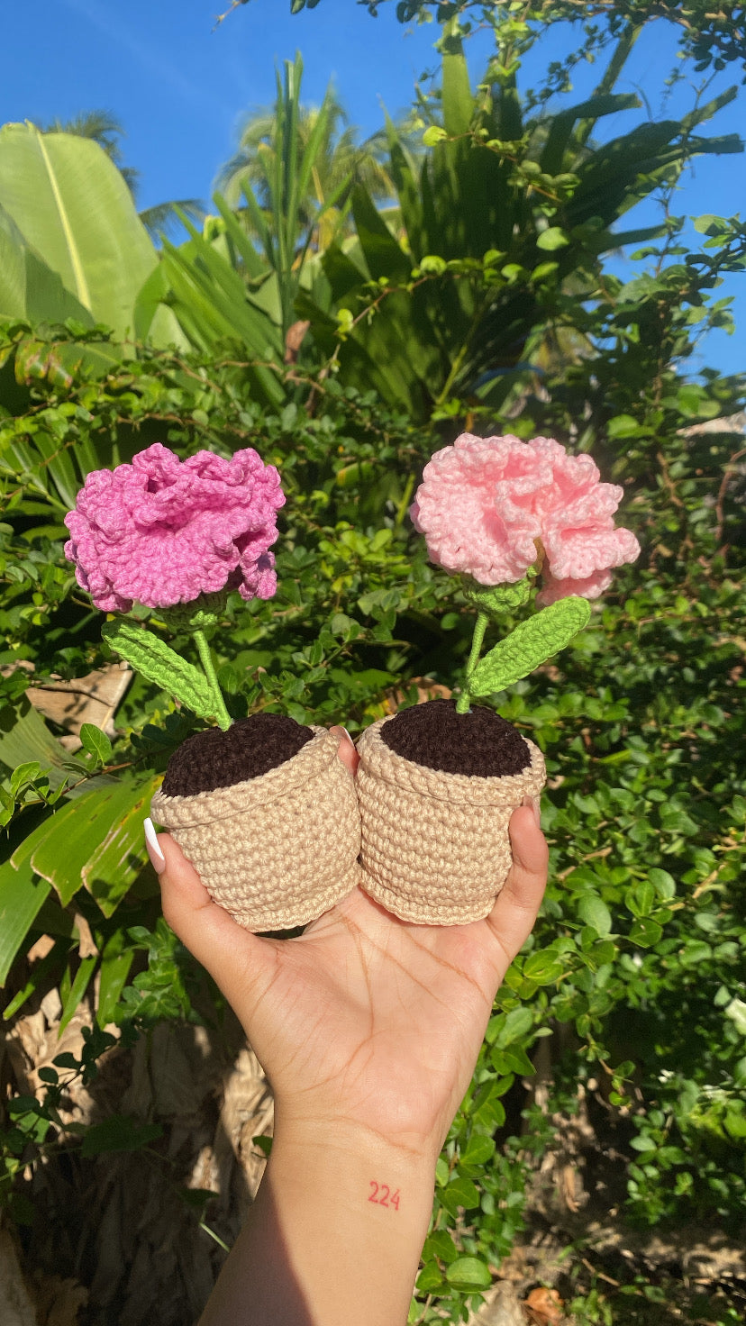 Carnation in rounded pot