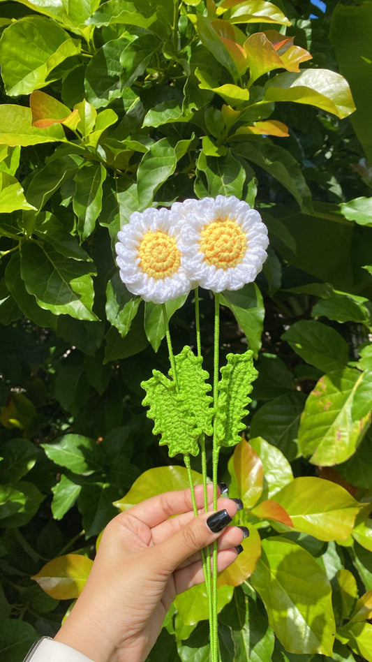 Daisy Stem