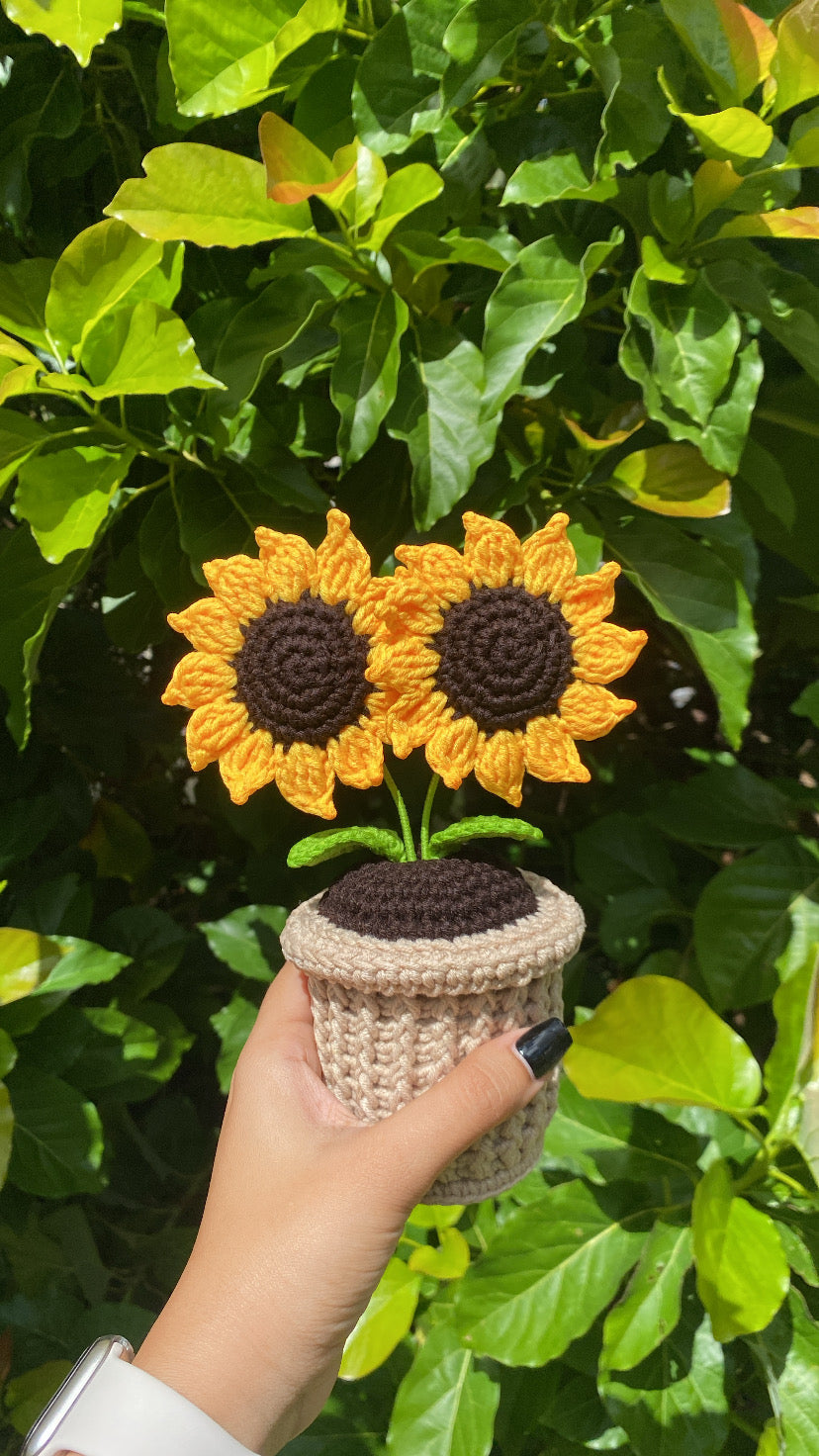 Double Sunflowers in textured pot