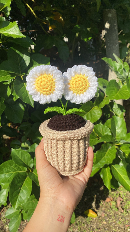 Double Daisies in textured pot