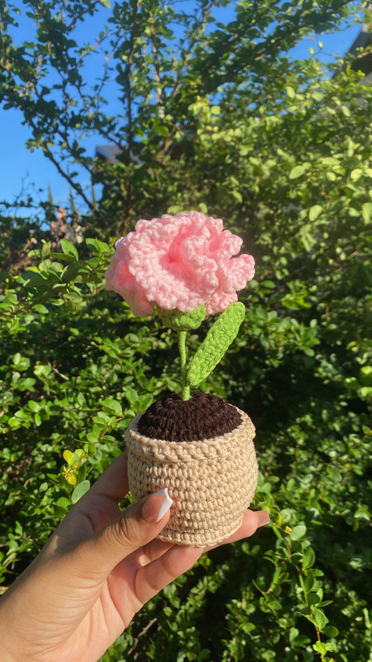 Carnation in rounded pot