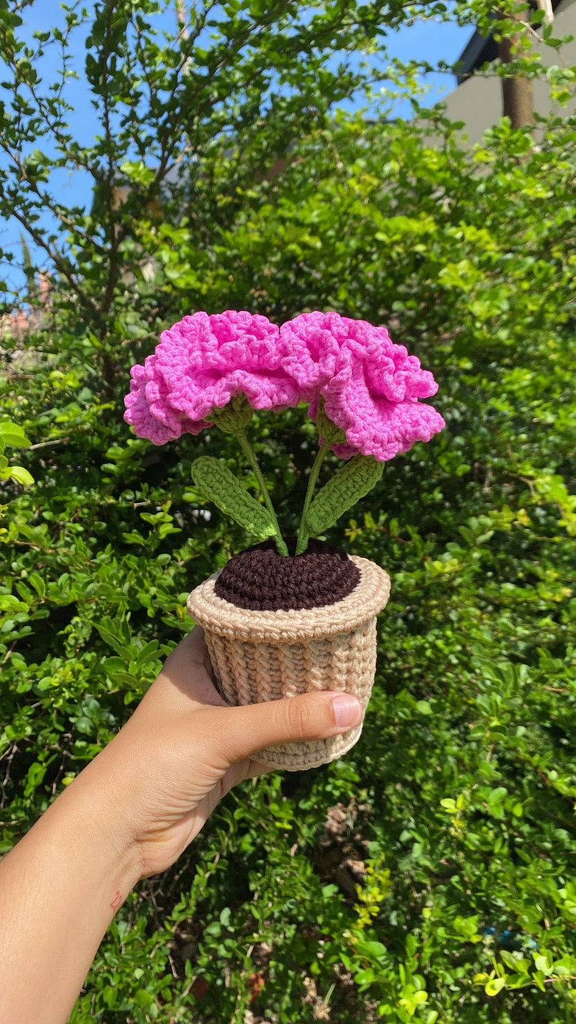 Double Carnations in textured pot