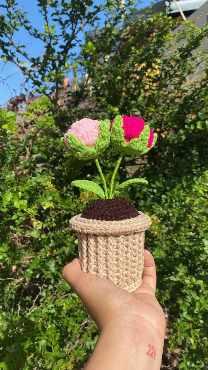 Double Roses in textured pot