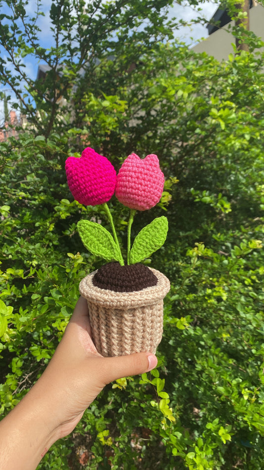 Double Tulips in textured pot