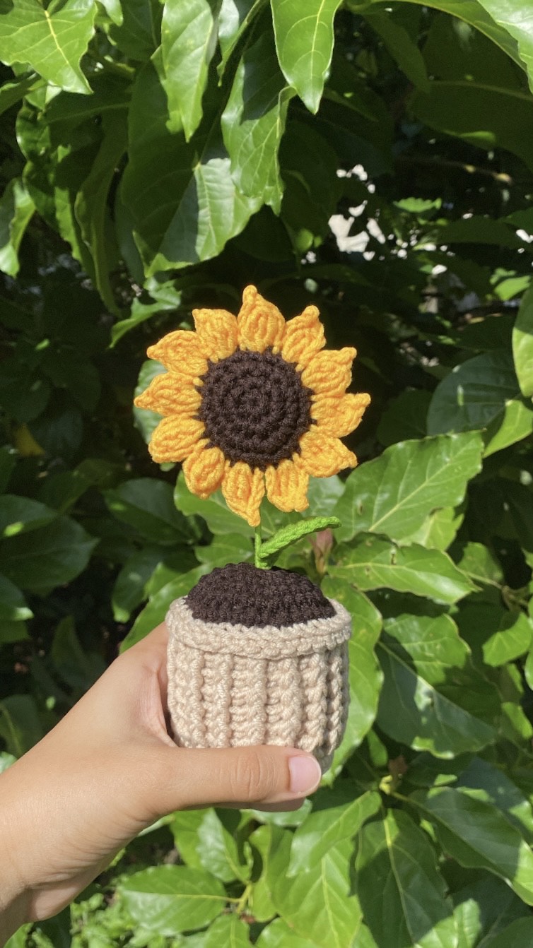 Sunflower in textured pot