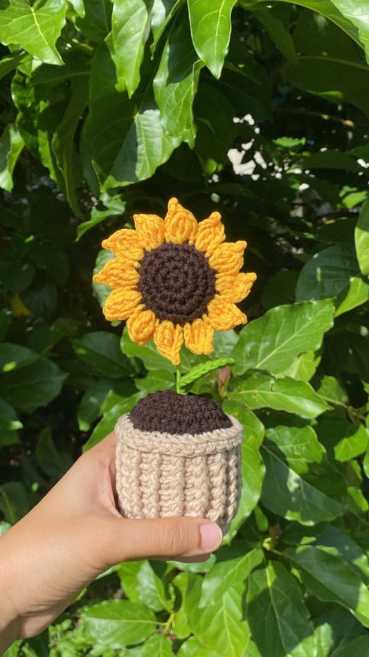 Sunflower in textured pot