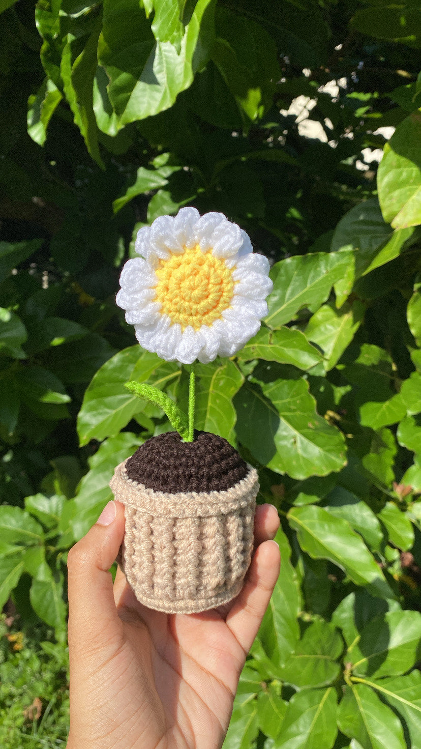 Daisy in textured pot