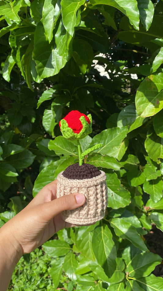 Rose in textured pot